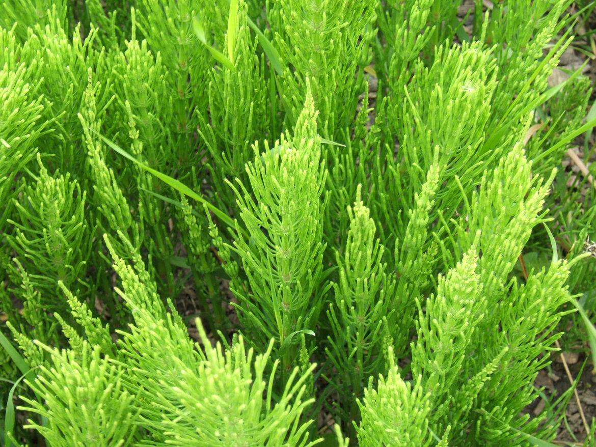 heermoes