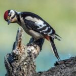 spotted-woodpecker-1472139_1920