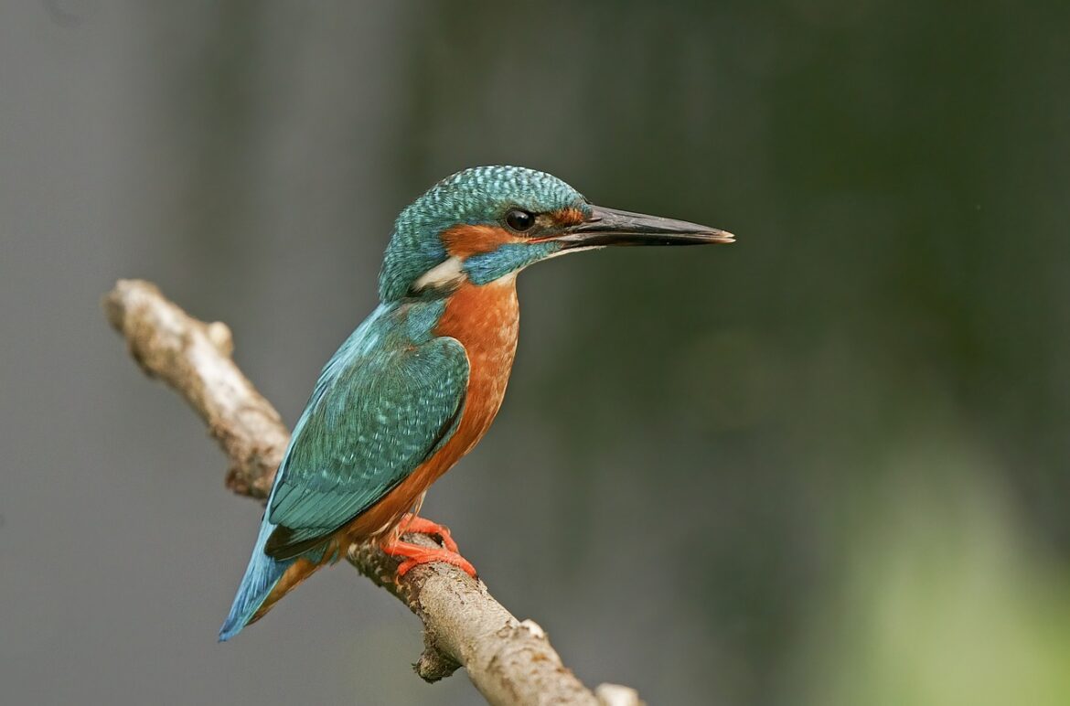 ijsvogel
