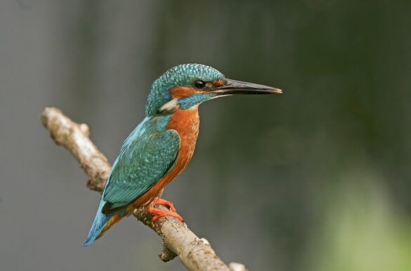 ijsvogel